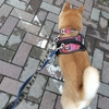静かな散歩、だよ