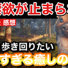 【レビュー】『Adorable Adventures（アドラブル・アドベンチャー）』探索意欲が止まらない！ずっと歩き回りたい可愛すぎるアドベンチャーゲーム【評価・感想】