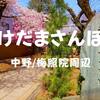 【けだまさんぽ】桜の季節！ソメイヨシノ会いに中野区散歩してきた、2019年3月