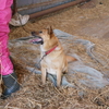 保護犬 幸吉　『待ちきれないよ 早く早く』からの一気食い