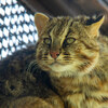 2026-04-14 Claude