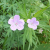 池の平花ハイキング