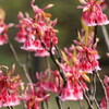 やっと小石川植物園