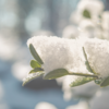 雪の日は家でぬくぬく過ごすに限るよね