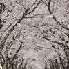 桜並木