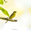 2022.06　ノジコ，クロジ＠長野県 (Japanese yellow bunting, Grey bunting)