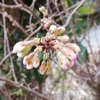 我が家の桜のつぼみがかわいい