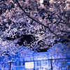 【神戸】「王子動物園　夜桜通り抜け」夜空に輝く桜とパンダ館と遊園地