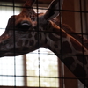 雨の動物園