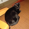 師走のニャンコ２
