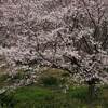 不動の滝カントリーパークの桜