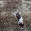 馬鹿犬〜！