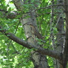 初遭遇のミゾゴイ(大阪城野鳥探鳥 2018/05/04 4:50-11:55)