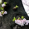 胴吹き桜にも葉が