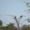 オオイッコウチョウ Red-headed Finch