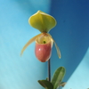 Paphiopedilum helenae