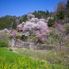 与一野のしだれ桜