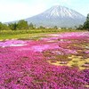 でっかいどう北海道、三島さん家の芝桜と羊蹄山と雨の支笏湖