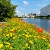 「しながわ花海道」のキバナコスモス