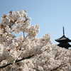 京都市右京区｜仁和寺