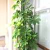 この夏に大成長したカポックと、激減種のお客様