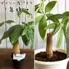 【観葉植物】100円ショップDAISOのパキラ！成長記録１年後～♪