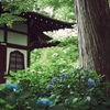 雨に濡れる真如堂の紫陽花