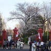 今日も桜のPhotoおしゃべり