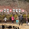 袖ケ浦公園の梅