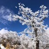 丹沢三峰ルート登山！霧氷の森と河津桜の宴