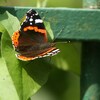 ヨーロッパアカタテハ(Red Admiral)