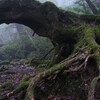 屋久島旅行記