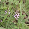 高野川沿いの野草たち