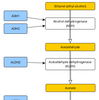 Organisms are algorithms - A case of alcohol biochemical pathway