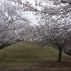 2025.3.31 富士見塚古墳公園〜新川の桜