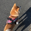 お散歩へのお誘い、だよ