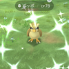 ポッポの色違いゲットでピジョン、ピジョットへ進化！
