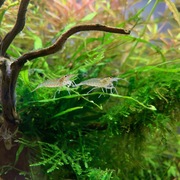 ヤマトヌマエビ繁殖 カテゴリーの記事一覧 ヤマトヌマエビ繁殖のあれこれ