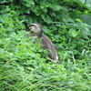 3日連チャン　カワセミ探し