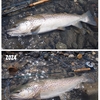 湖の魚の成長は止まる。