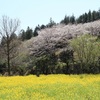 さくら巡り　旭区