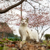 隣市南漁港のねこさん