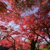🍁千葉県松戸市 本土寺の紅葉😊 その② 真っ赤に燃える❗️