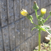 冬の野の花