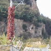蔦紅葉