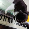 奏でる。伝える。