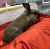 チラっと見てくる