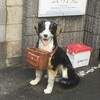 陶犬