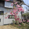 桜は満開、いい陽気