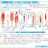 知は力なり。知識を得てトレをドリル。ふくらはぎの深層インナー筋‼️